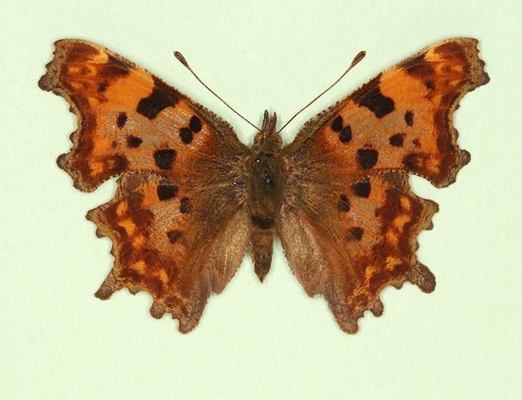 Polygonia c-album male (aberrant form scale defect) (Internet Image property of respective owner, non-commercial use only)